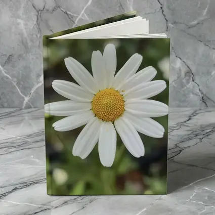 White Daisy Flower Green Garden Background
