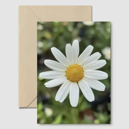 White Daisy Flower Green Garden Background