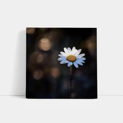 Single Daisy Flower Dark Bokeh Background