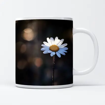 Single Daisy Flower Dark Bokeh Background