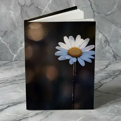 Single Daisy Flower Dark Bokeh Background