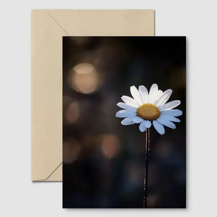 Single Daisy Flower Dark Bokeh Background
