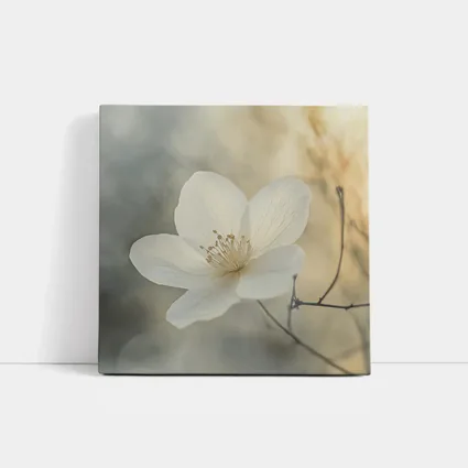 White Anemone Flower Soft Misty Background