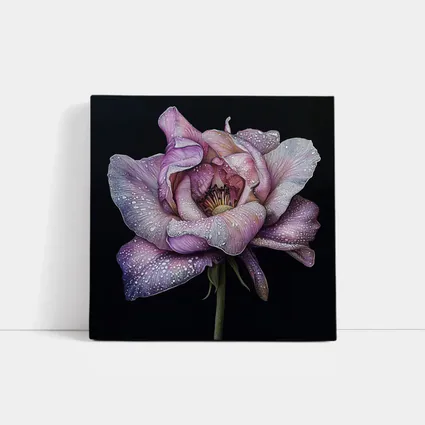 Purple Peony With Dew Drops Black Background