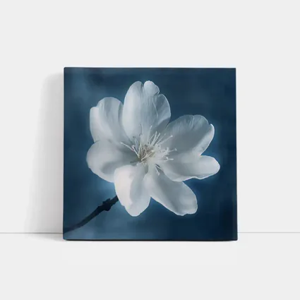 White Cherry Blossom Flower Blue Background
