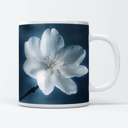 White Cherry Blossom Flower Blue Background