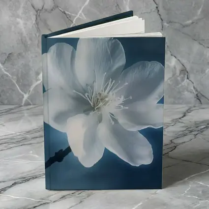 White Cherry Blossom Flower Blue Background