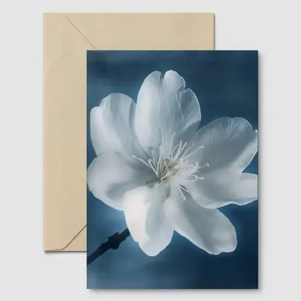 White Cherry Blossom Flower Blue Background