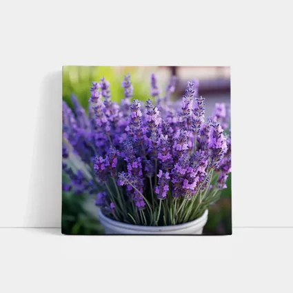 Lavender Flowers In White Pot Garden