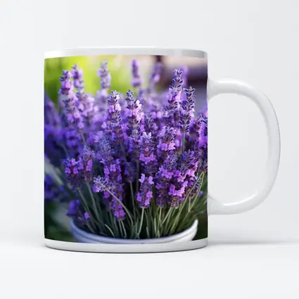 Lavender Flowers In White Pot Garden