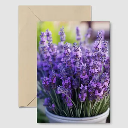 Lavender Flowers In White Pot Garden