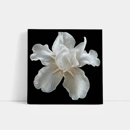 White Iris Flower On Black Background