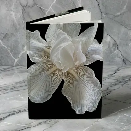 White Iris Flower On Black Background