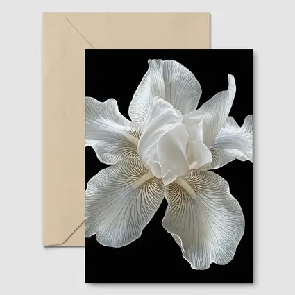 White Iris Flower On Black Background