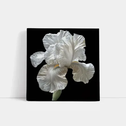 White Iris Flower On Black Background