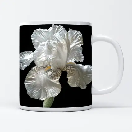 White Iris Flower On Black Background