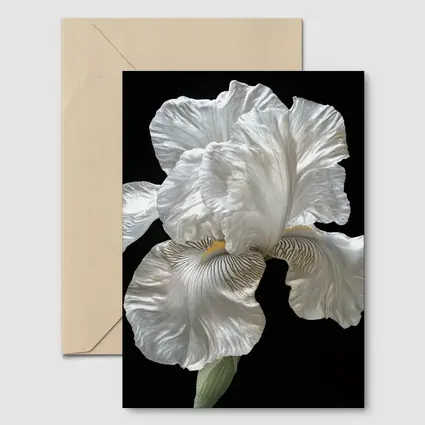 White Iris Flower On Black Background