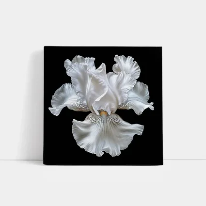 White Iris Flower Black Background Art