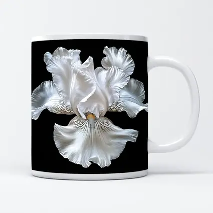 White Iris Flower Black Background Art