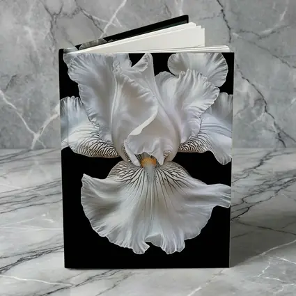 White Iris Flower Black Background Art