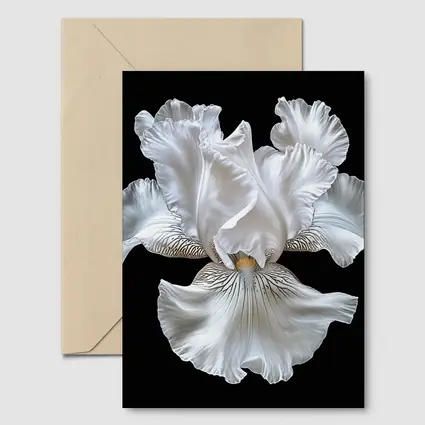 White Iris Flower Black Background Art