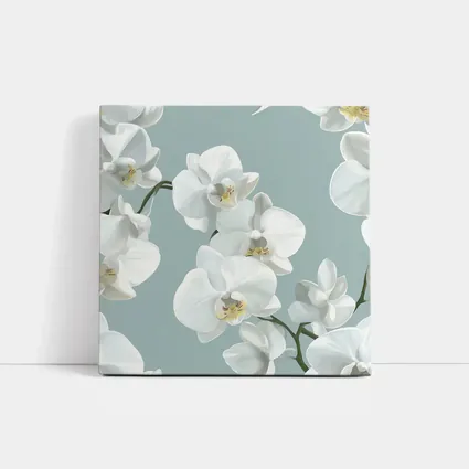 White Orchid Flowers Soft Blue Background