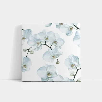 White Orchid Flowers On White Background