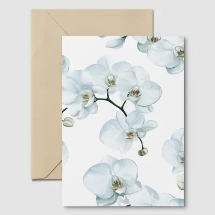 White Orchid Flowers On White Background