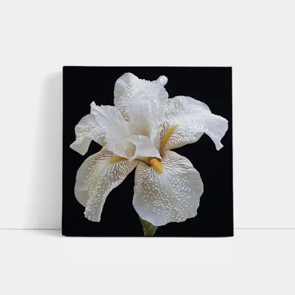 White Iris Flower Black Background Art