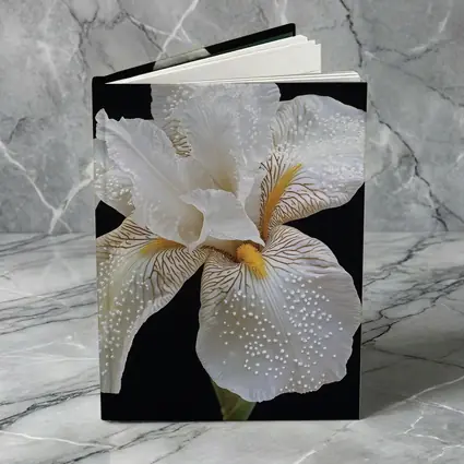 White Iris Flower Black Background Art