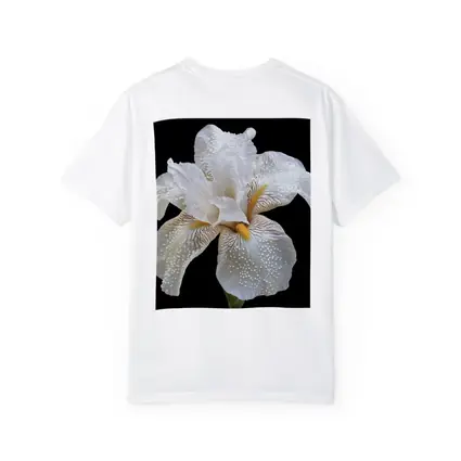 White Iris Flower Black Background Art