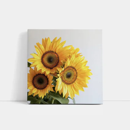Three Sunflowers Against White Background