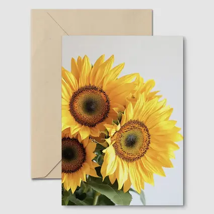 Three Sunflowers Against White Background