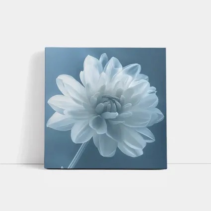 White Dahlia Flower Soft Blue Background