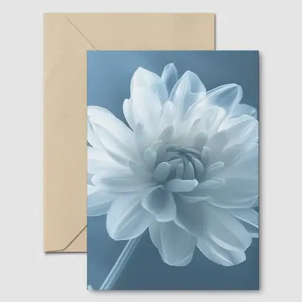 White Dahlia Flower Soft Blue Background