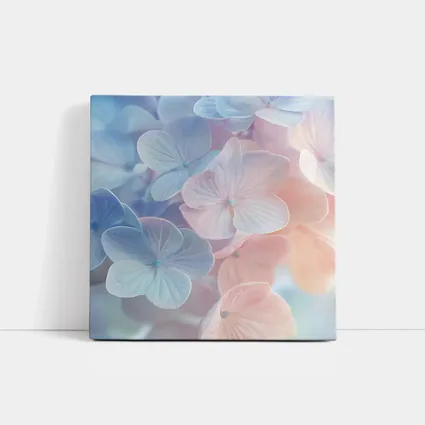 Soft Pastel Hydrangea Flowers Close Up