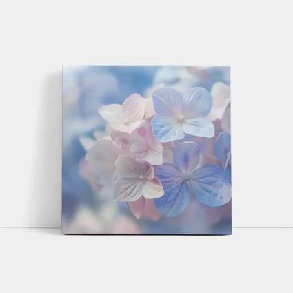 Soft Hydrangea Blooms Pastel Blue Pink