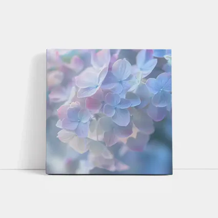 Soft Pastel Hydrangea Flowers Blue Background