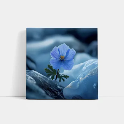 Blue Himalayan Poppy Growing Between Icy Rocks