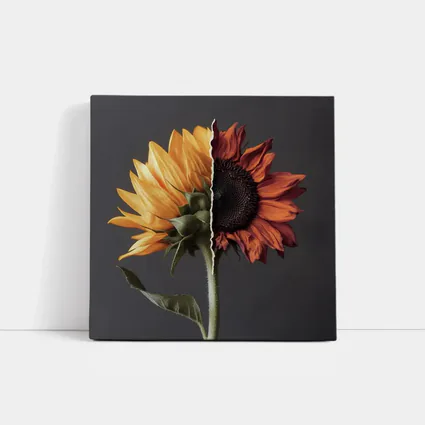 Split Sunflower Fresh And Dried Gray Background