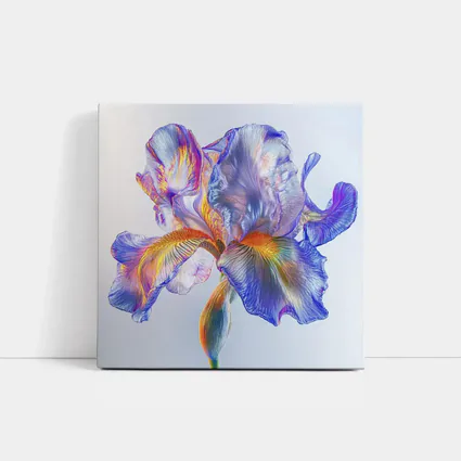 Colorful Iris Flower Blue White Background