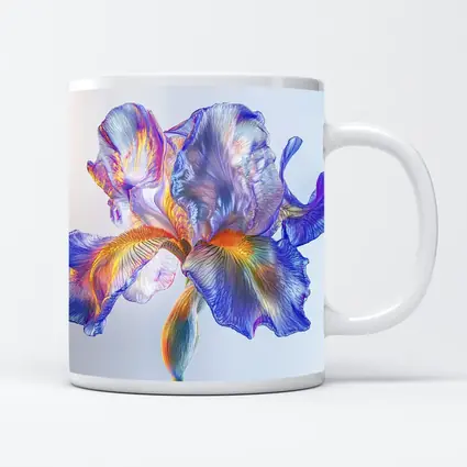 Colorful Iris Flower Blue White Background
