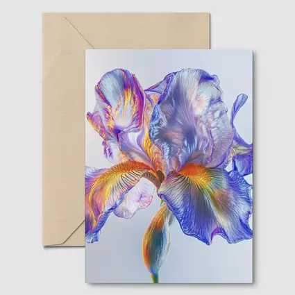Colorful Iris Flower Blue White Background