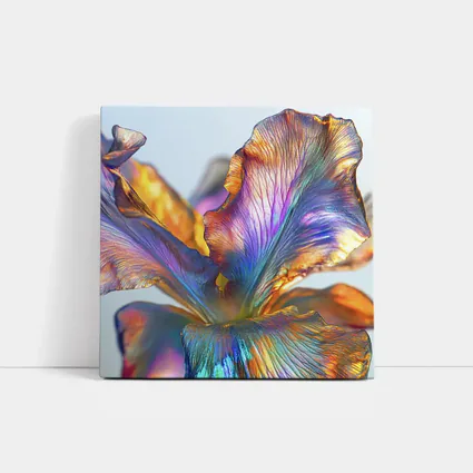 Iridescent Iris Flower Close Up Blue Background
