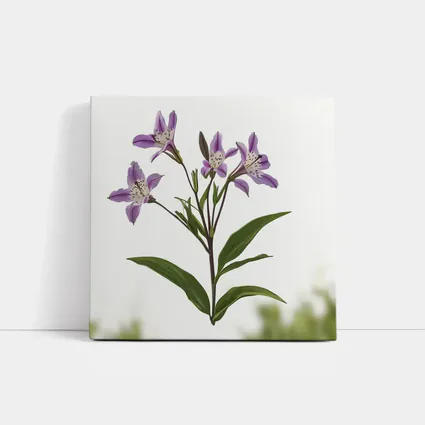 Purple Alstroemeria Flowers White Background Botanical