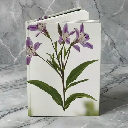 Purple Alstroemeria Flowers White Background Botanical