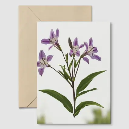 Purple Alstroemeria Flowers White Background Botanical