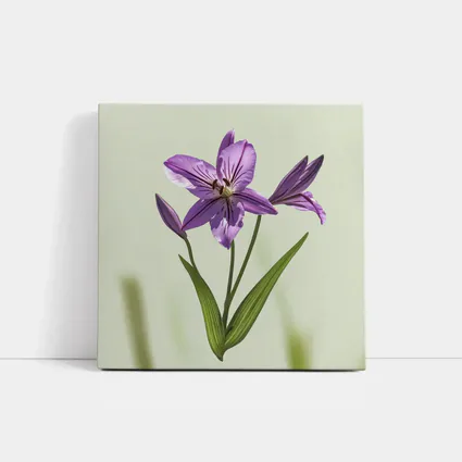 Purple Lily Flower Green Soft Background
