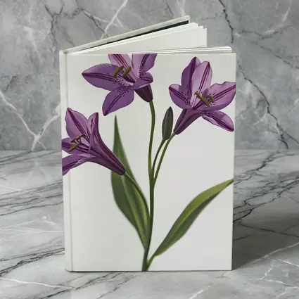 Purple Lily Flowers On White Background