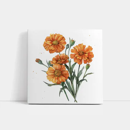 Orange Marigold Flowers Watercolor White Background